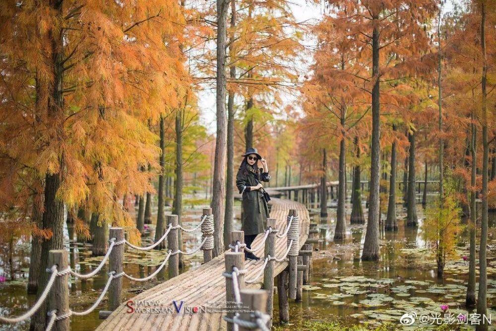 独居老人在沙漠种树，无意间救下两只狼，去世后狼群竟自发安葬